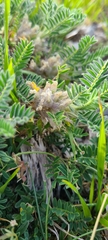 Astragalus sempervirens
