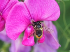 Megachile ericetorum