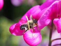 Megachile ericetorum