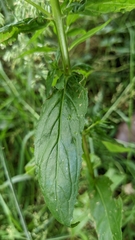 Epilobium roseum