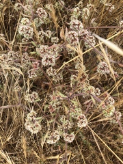 Chorizanthe cuspidata