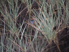 Stipiturus mallee