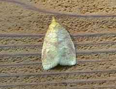 Cenopis pettitana
