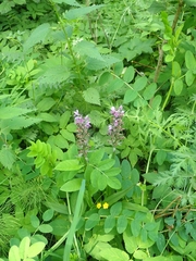 Dactylorhiza sibirica