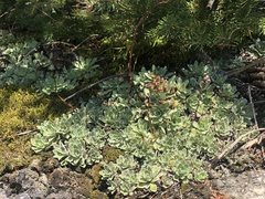 Saxifraga paniculata
