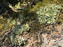 Saxifraga paniculata