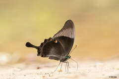 Papilio palinurus