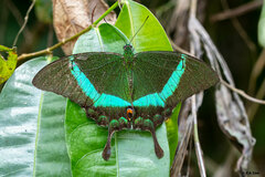 Papilio palinurus
