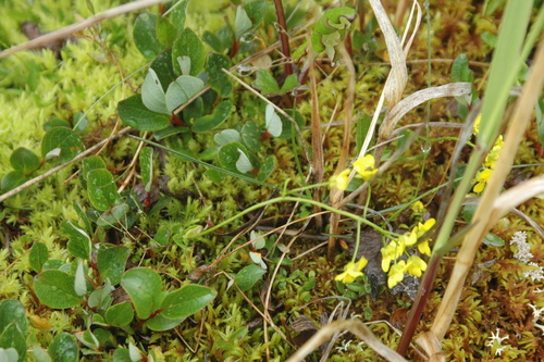 Image of Draba ogilviensis by (c) Syd Cannings, some rights reserved (CC BY)