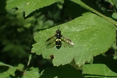 Chrysotoxum bicinctum