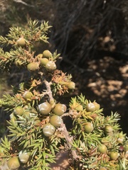 Juniperus macrocarpa