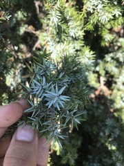 Juniperus macrocarpa