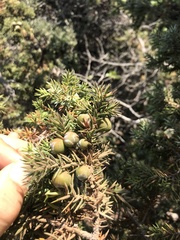 Juniperus macrocarpa