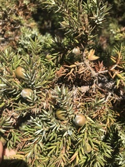 Juniperus macrocarpa