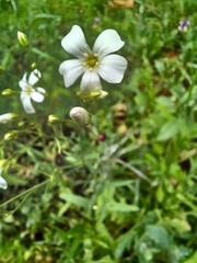 Gypsophila elegans