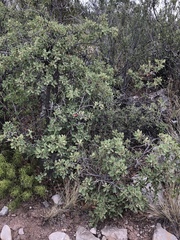 Quercus × undulata
