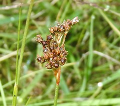 Juncus squarrosus