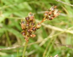 Juncus squarrosus