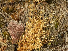 Cerastium ramosissimum