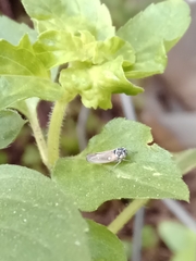 Cicadellidae