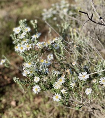 Olearia pimeleoides