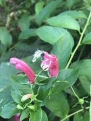 Centropogon cornutus