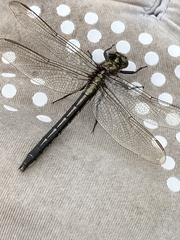 Phanogomphus descriptus