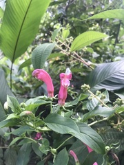 Centropogon cornutus