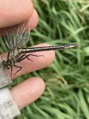 Phanogomphus descriptus