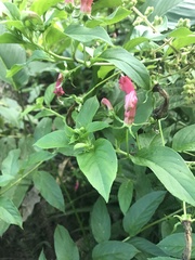 Centropogon cornutus