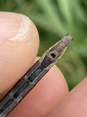 Phanogomphus descriptus