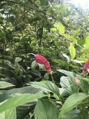 Centropogon cornutus