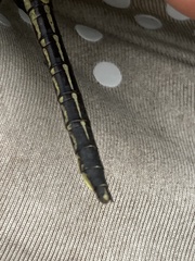 Phanogomphus descriptus