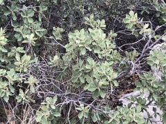 Quercus × undulata