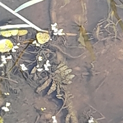 Potamogeton crispus