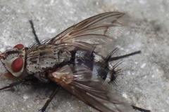 Microphthalma disjuncta