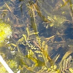 Potamogeton crispus