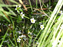 Ranunculus trichophyllus trichophyllus