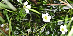 Ranunculus trichophyllus trichophyllus