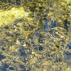Potamogeton crispus