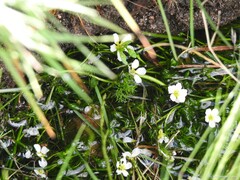 Ranunculus trichophyllus trichophyllus