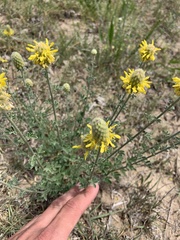 Dalea aurea