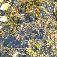 Potamogeton crispus