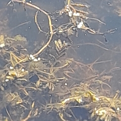 Potamogeton crispus