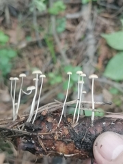 Baeospora
