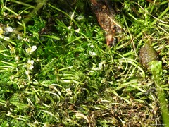 Ranunculus trichophyllus trichophyllus