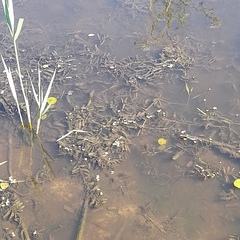 Potamogeton crispus