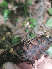 Baeospora