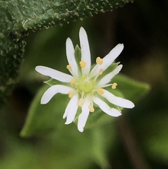 Stellaria littoralis