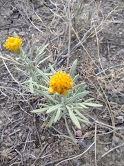 Picradeniopsis oppositifolia